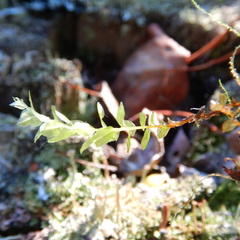 Plagiomnium ellipticum