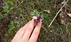 Pulsatilla montana