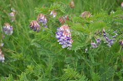 Vicia orobus