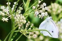 Asclepias subverticillata
