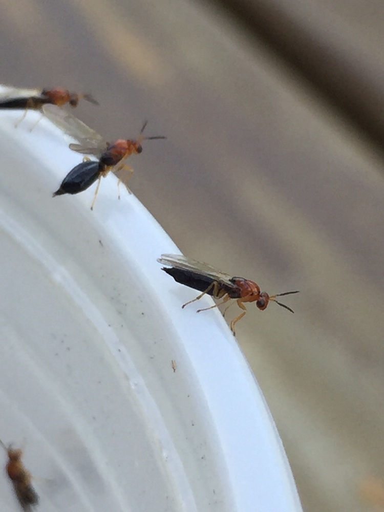 Eulophidae from Rua Tiradentes 2515 Cufp, Pelotas, RS, BR on July 12 ...