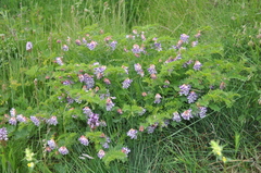 Vicia orobus
