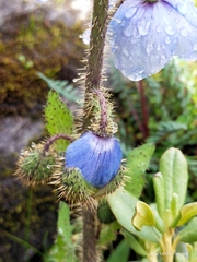 Meconopsis horridula