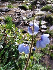 Meconopsis horridula