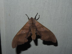 Marumba nympha