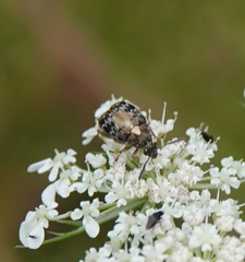 Megabruchidius dorsalis