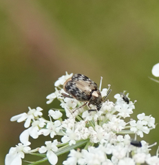 Megabruchidius dorsalis