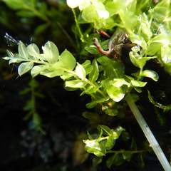 Plagiomnium ellipticum