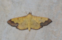 Meroctena tullalis