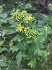 Hypericum tetrapterum