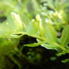 Plagiomnium ellipticum