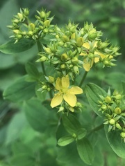 Hypericum tetrapterum