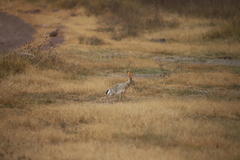 Lepus victoriae