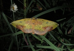 Omiza