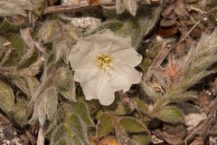 Evolvulus grisebachii