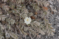 Evolvulus grisebachii