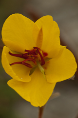 Chamaecrista lineata keyensis