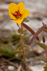 Chamaecrista lineata keyensis