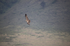 Circaetus