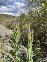 Verbena macdougalii