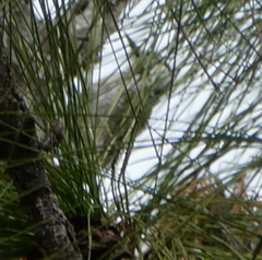 Leuconotopicus borealis image