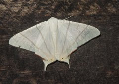 Ourapteryx marginata