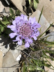 Scabiosa lacerifolia