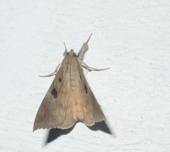 Oxyodes scrobiculata