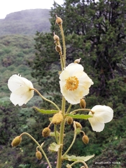 Meconopsis paniculata