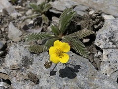 Argentina tugitakensis
