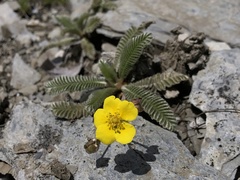 Argentina tugitakensis