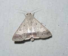 Pandesma quenavadi