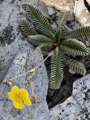 Argentina tugitakensis