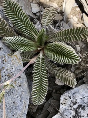 Argentina tugitakensis