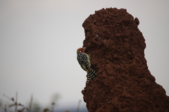 Trachyphonus erythrocephalus