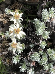 Leontopodium microphyllum