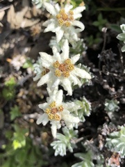 Leontopodium microphyllum