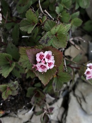 Spiraea morrisonicola