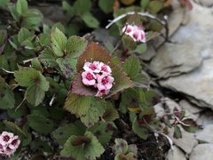 Spiraea morrisonicola