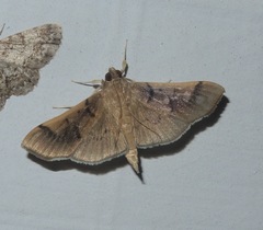 Pilocrocis milvinalis