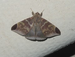 Pindara illibata