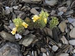 Euphrasia nankotaizanensis