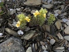 Euphrasia nankotaizanensis