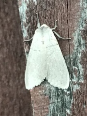 Acronicta innotata
