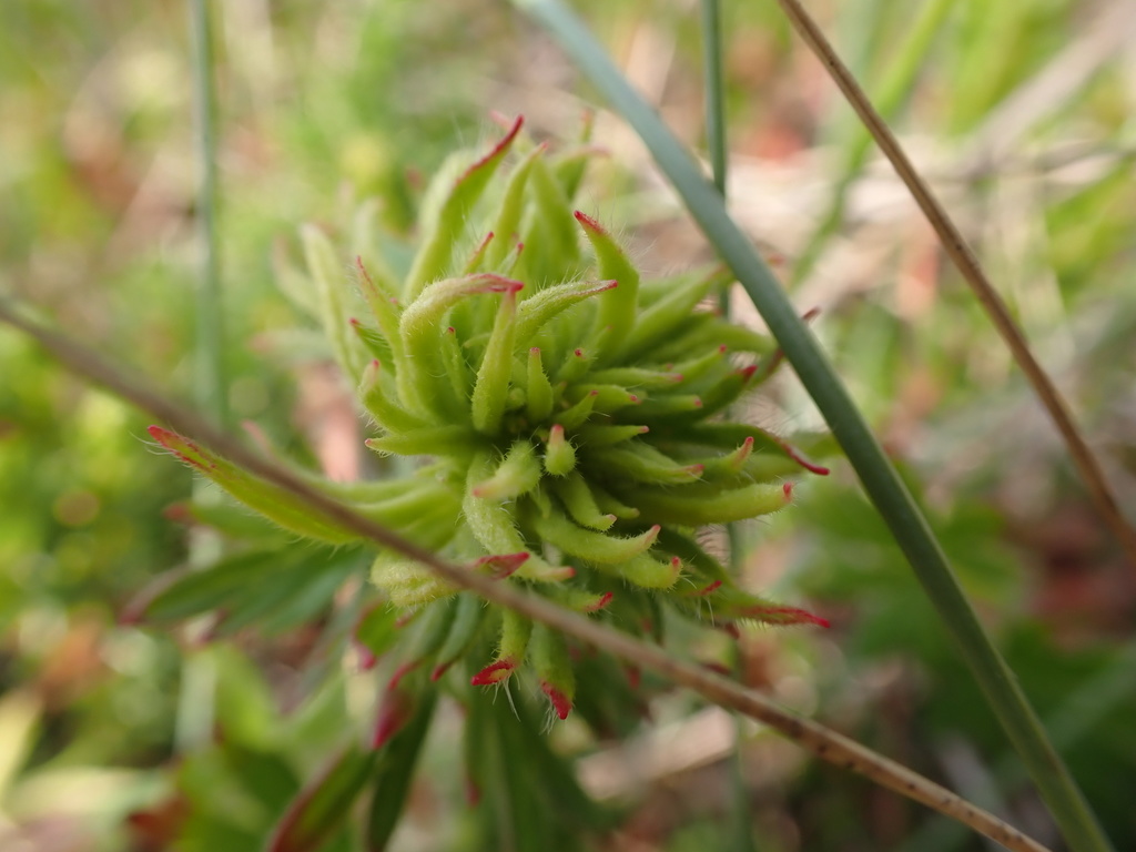 Aceria geranii