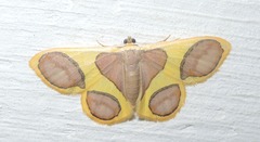 Plutodes pseudocyclaria