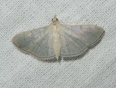 Poliobotys ablactalis