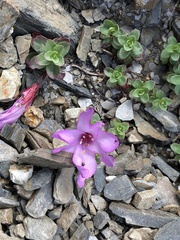 Epilobium nankotaizanense