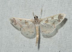 Polythlipta divaricata