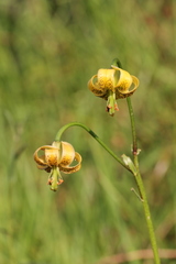Lilium pyrenaicum
